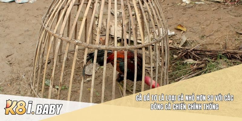 Gà đá tơ là loại gà nhỏ hơn so với các dòng gà chiến chính thống