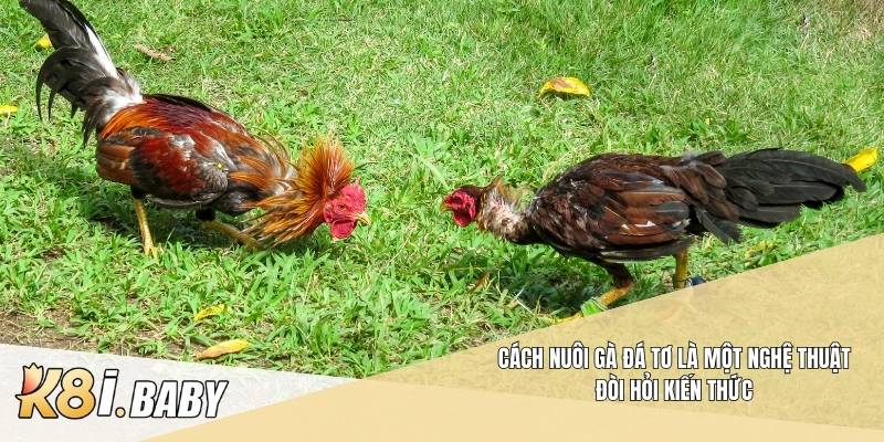 Cách nuôi gà đá tơ là một nghệ thuật đòi hỏi kiến thức