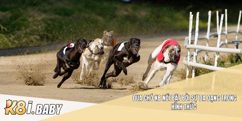 Đua chó K8 nổi bật bởi sự đa dạng trong hình thức