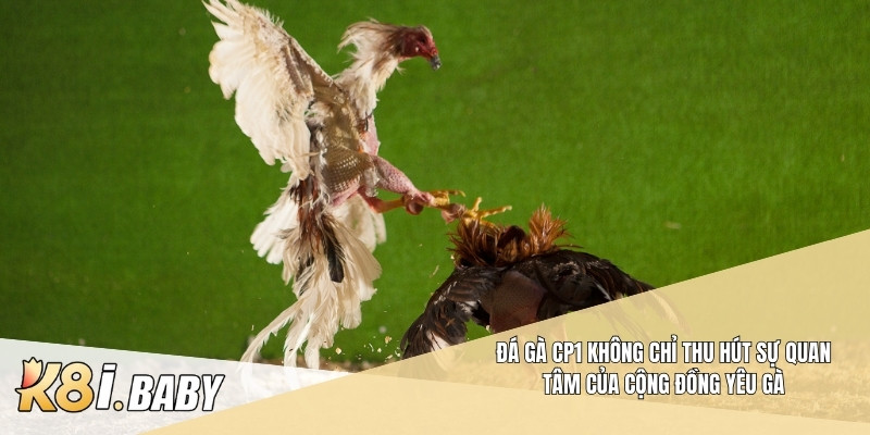Đá gà CP1 không chỉ thu hút sự quan tâm của cộng đồng yêu gà