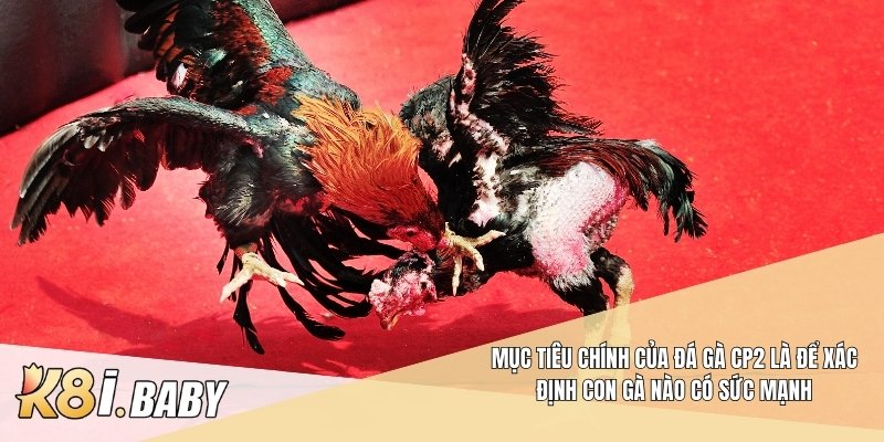 Mục tiêu chính của đá gà CP2 là để xác định con gà nào có sức mạnh