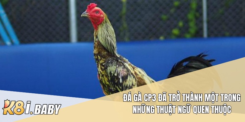 Đá gà CP3 đã trở thành một trong những thuật ngữ quen thuộc