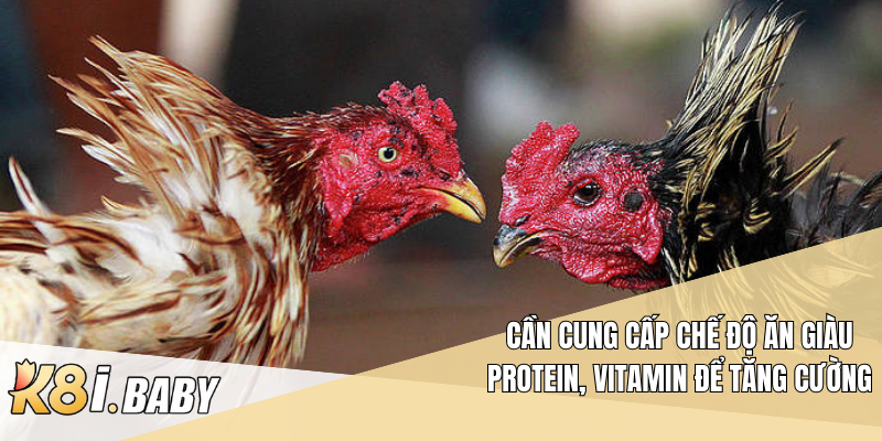 Cần cung cấp chế độ ăn giàu protein, vitamin để tăng cường