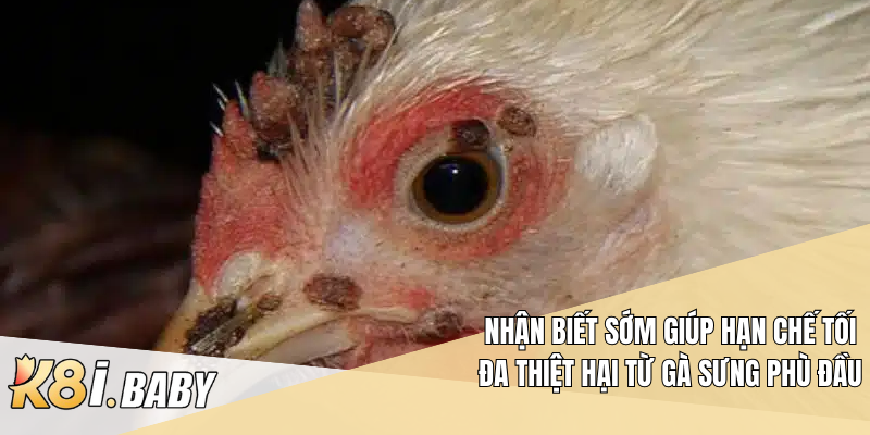 Nhận biết sớm giúp hạn chế tối đa thiệt hại từ gà sưng phù đầu