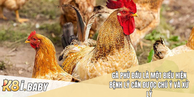 Gà phù đầu là một biểu hiện bệnh lý cần được chú ý và xử lý