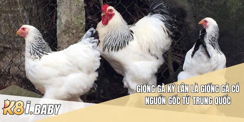 Giống gà Kỳ Lân là giống gà có nguồn gốc từ Trung Quốc