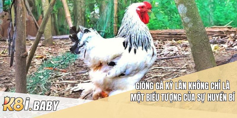 Giống gà Kỳ Lân không chỉ là một biểu tượng của sự huyền bí