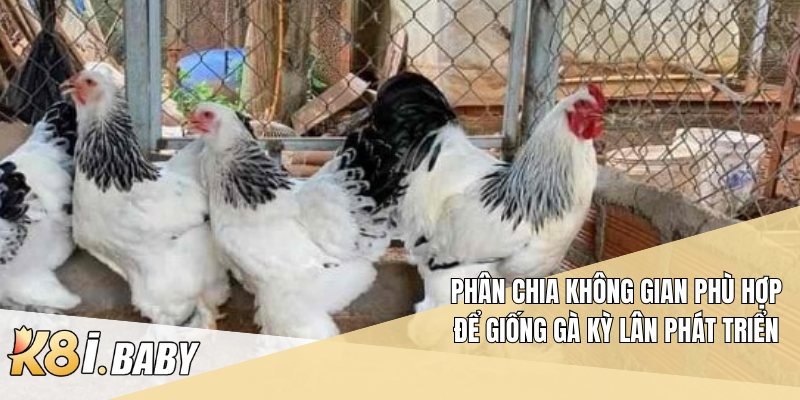 Phân chia không gian phù hợp để Giống gà Kỳ Lân phát triển