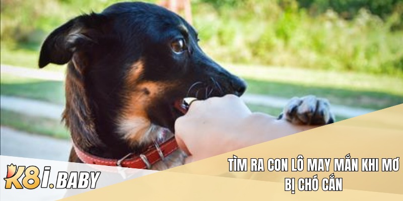 Tìm ra con lô may mắn khi mơ bị chó cắn